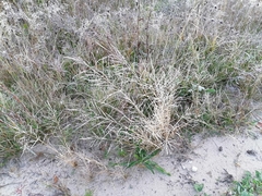 Eragrostis albensis
