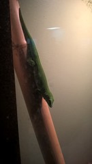 Phelsuma