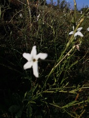 Nicotiana repanda