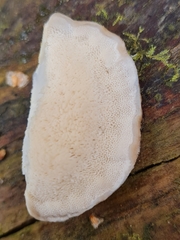 Cyanosporus alni