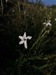 Nicotiana repanda