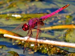 Trithemis annulata annulata
