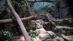 Prionailurus viverrinus