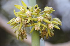 Cynanchum viminale viminale