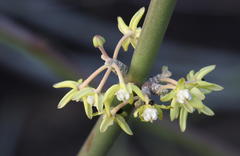 Cynanchum viminale viminale