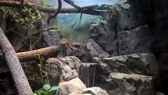 Prionailurus viverrinus