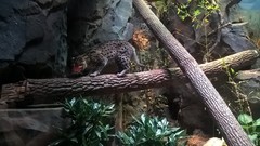 Prionailurus viverrinus