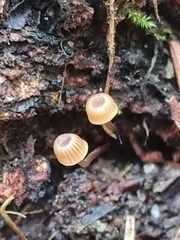 Mycena picta