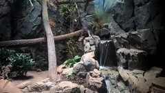 Prionailurus viverrinus