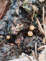 Mycena picta