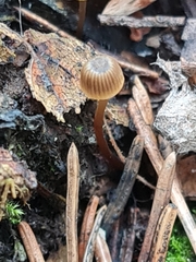 Mycena picta