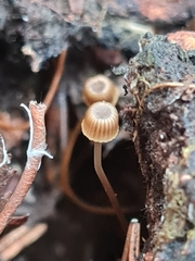 Mycena picta