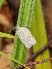 Acleris logiana