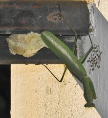 Polyspilota aeruginosa