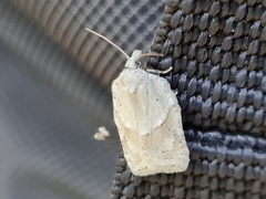Acleris logiana