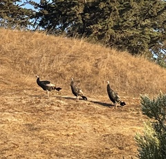 Meleagris gallopavo