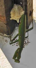 Polyspilota aeruginosa
