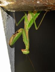 Polyspilota aeruginosa
