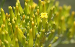 Kalanchoe paniculata