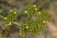 Kalanchoe paniculata