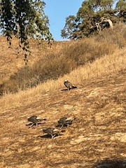 Meleagris gallopavo