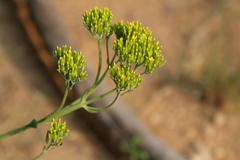 Kalanchoe paniculata