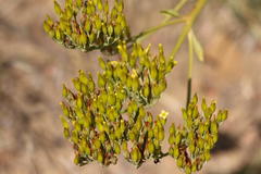 Kalanchoe paniculata