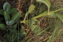 Kalanchoe paniculata