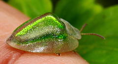 Basipta stolida