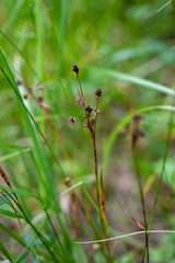 Luzula multiflora sibirica