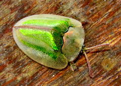Basipta stolida