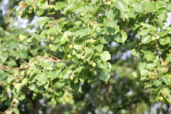 Triadica sebifera