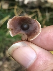 Cortinarius depressus