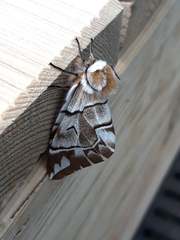 Endromis versicolora