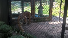 Panthera tigris altaica