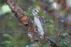 Chloropicus obsoletus
