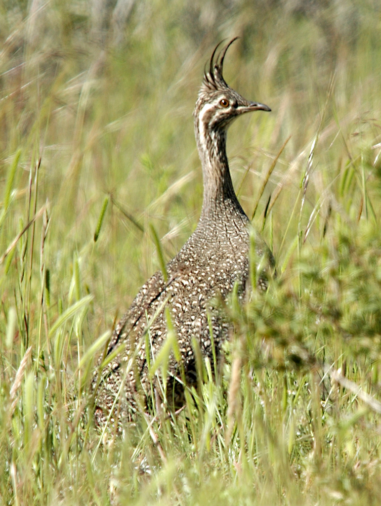 Crested Tinamous