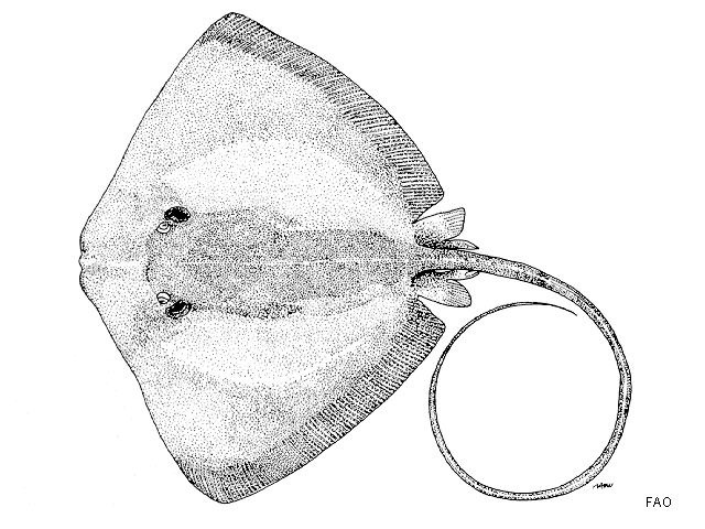 Blackedge Whipray