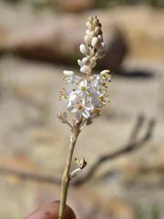 Bulbinella trinervis