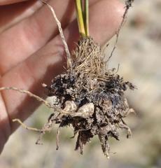 Bulbinella trinervis