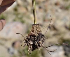 Bulbinella trinervis