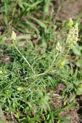 Reseda lutea