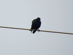 Lamprotornis purpureus
