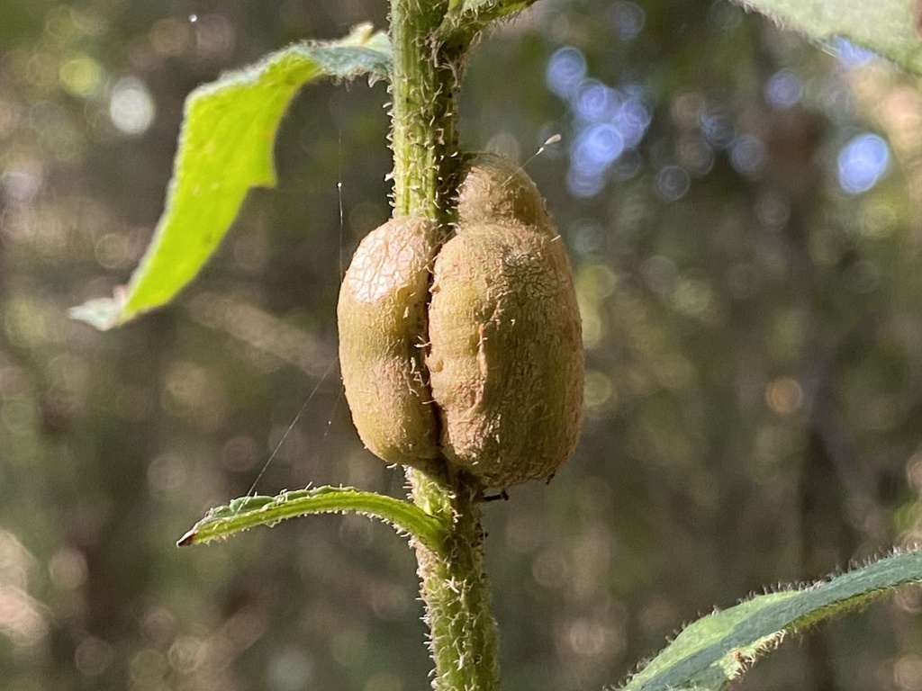 Asteromyia tumifica