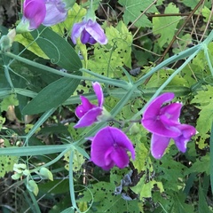 Lathyrus latifolius