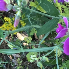 Lathyrus latifolius