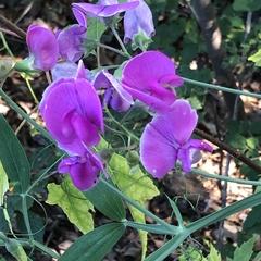 Lathyrus latifolius