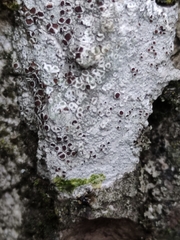 Lecanora argentata