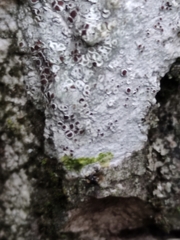 Lecanora argentata