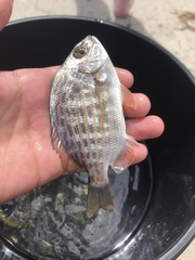 Archosargus rhomboidalis